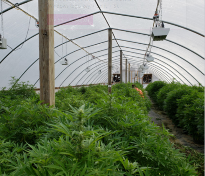 A new frontier: A case for legalizing marijuana in Kenya