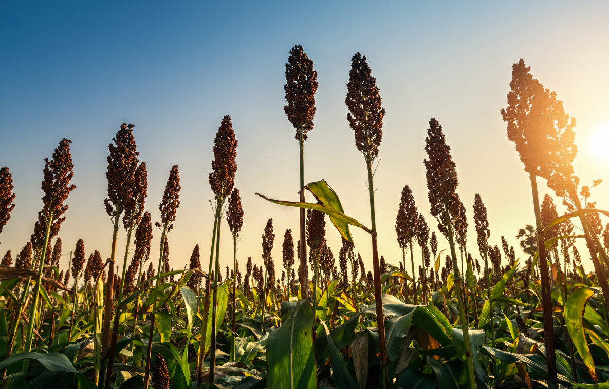 Unfavourable tax policies that continue to constrain the growth of the sorghum value chain