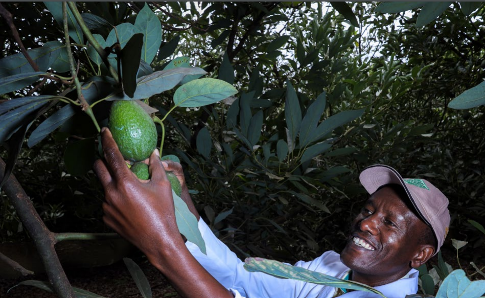Avocado and Sustainability: We produce our fruit better than many other global market players
