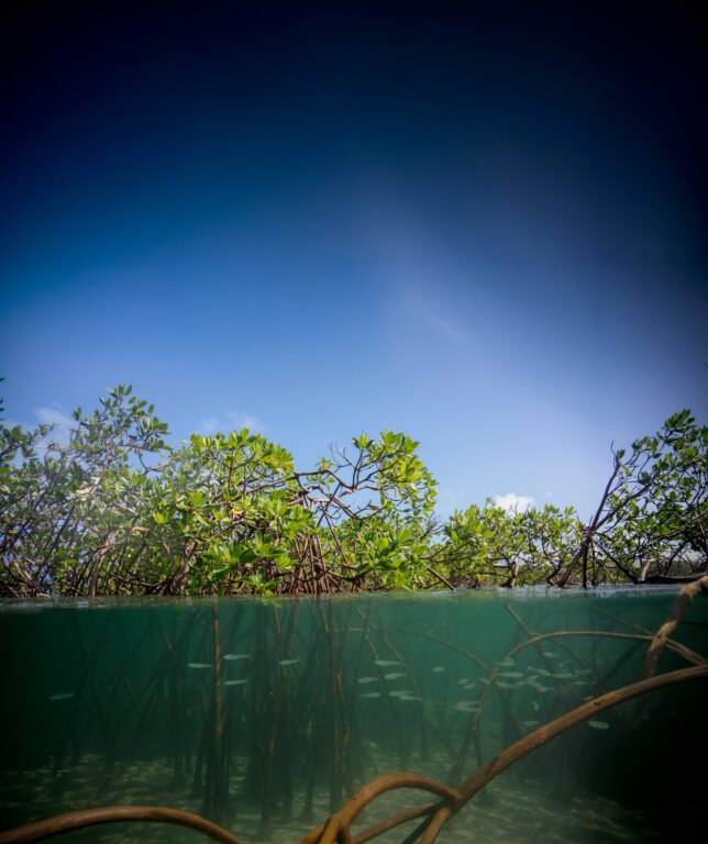 Guardians of the Tide: How High-Integrity Blue Carbon Is Reclaiming Kenya’s Coastline  